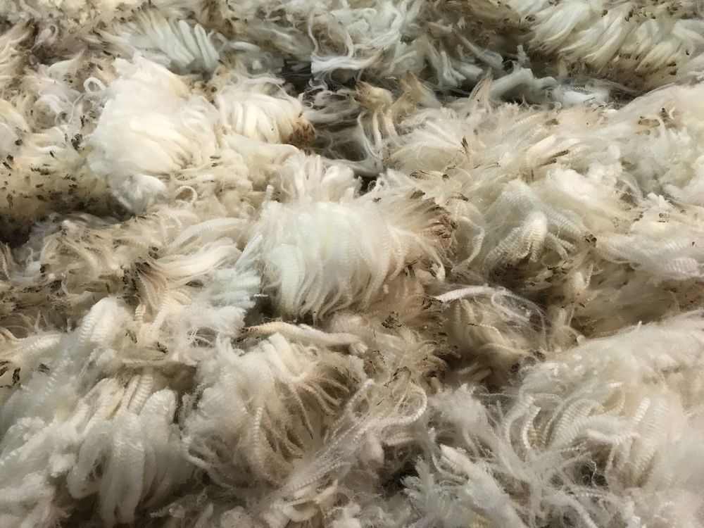 Lanas recién cosechadas.