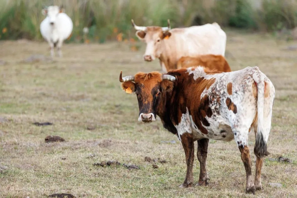 Ganado Bovino Criollo Uruguayo.
