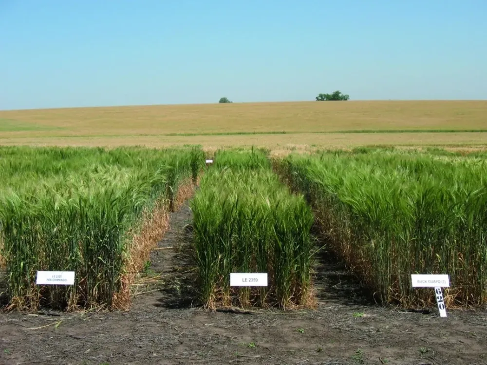 Inase informó sobre modificaciones a normativa de semilla tratada no apta para consumo humano o animal.