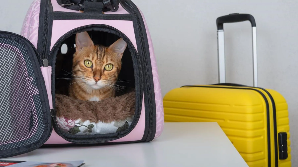 Los pasajeros que trasladen consigo animales dom&eacute;sticos ser&aacute;n responsables en todo momento de su custodia y bienestar.