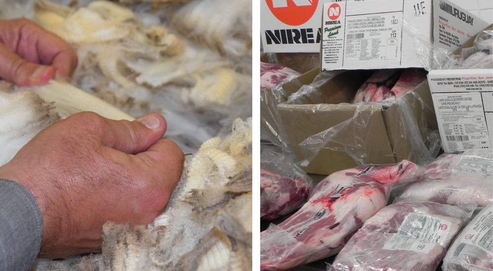 Rubro ovino: más ingresos por lanas y carnes.