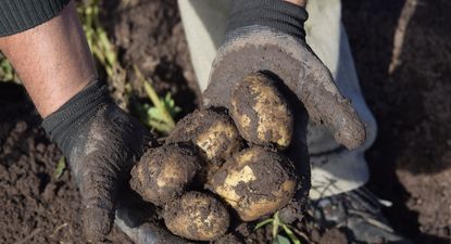 Papa: la siembra de primavera-verano es 18% superior a la del año pasado.