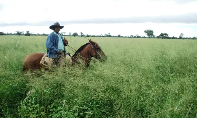 El clima favorable asegura una excelente producción de pasturas