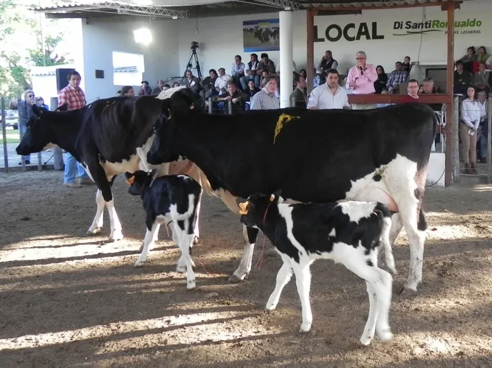 Rematará Di Santi & Romualdo Ltda con financiación del Banco República