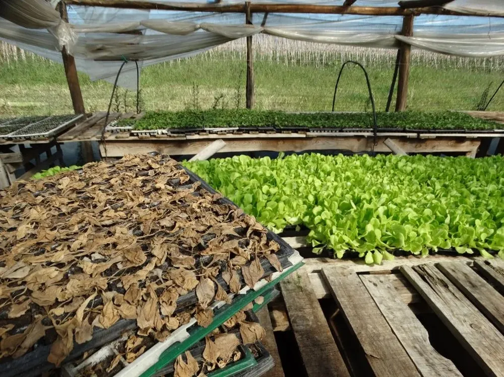 Contraste entre lo afectado con picloram y nuevos plantines regados con agua sin contaminar.