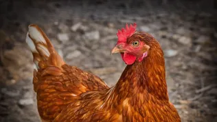 Nuevo foco de gripe aviar en Lavalleja: más de 50 aves sacrificadas
