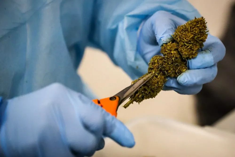 La industria de cannabis medicinal crece exponencialmente de la mano de una amplia gama de productos en Uruguay