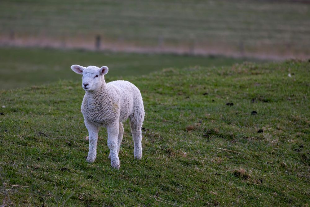 Ovinos: Uruguay, tras tener una majada con 26 millones de cabezas en la década de 1990 hoy tiene una con menos de cinco millones.