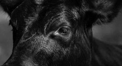 Minerva volvió a la carga y tensionó al sector ganadero en Uruguay.