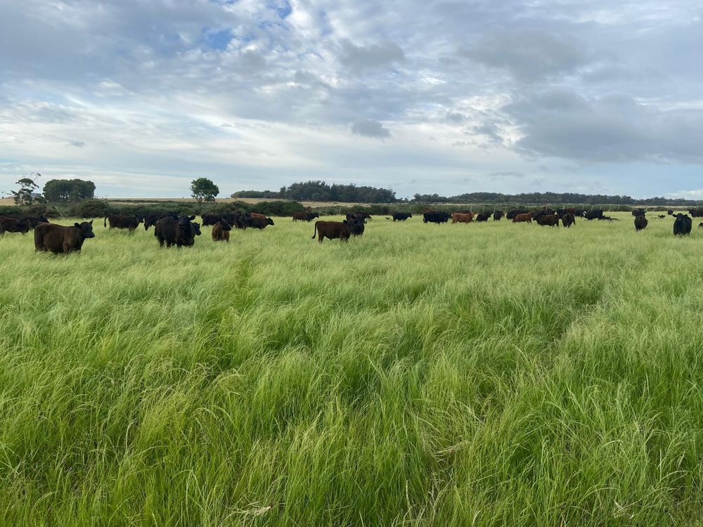 Policía investiga robo de vacunos y lanares en un campo en la zona de La Coronilla.