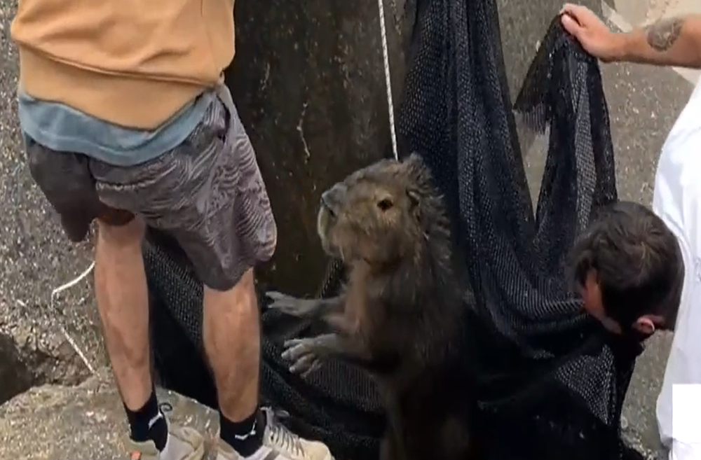 Rescate de carpincho en la escollera de La Paloma