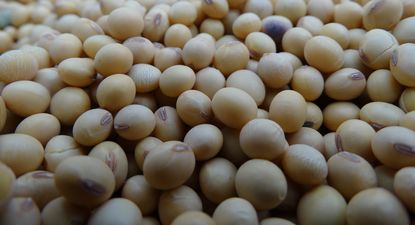 Soja, el grano más producido en Uruguay.