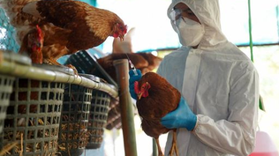 Compra de vacunas y revisión de protocolos: el plan de Sanidad para evitar que los casos de gripe aviar contagien a humanos
