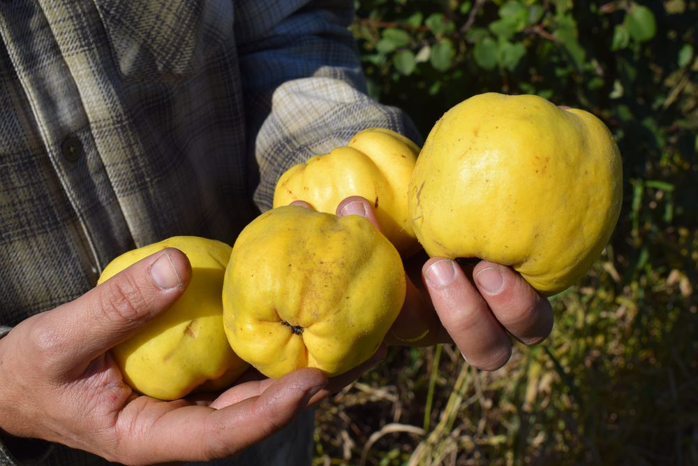 Lista Inteligente: el membrillo es uno de los productos seleccionados.