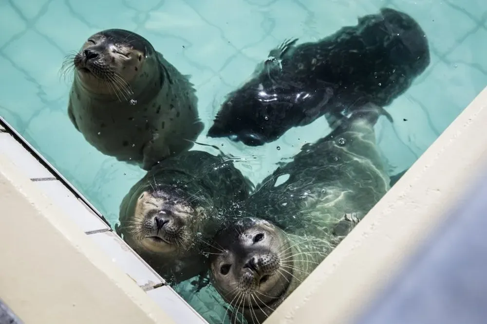 Una foto muestra focas jóvenes en un centro de rescate en Pieterburen, Holanda