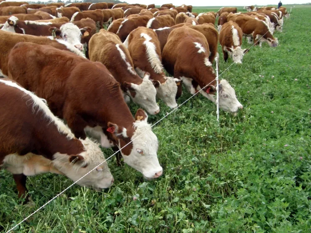 la tonificación de los mercados europeos se nota más en la carne vacuna que en la ovina