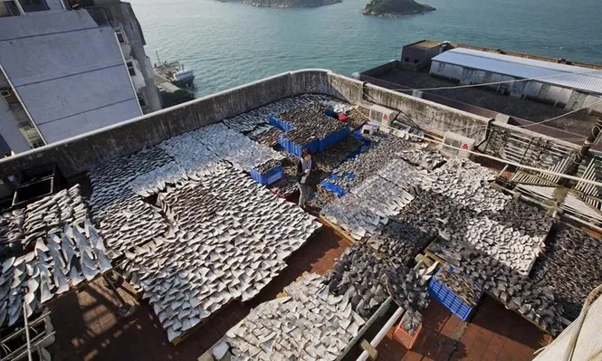China- Vista de unas 18.000 aletas de tiburón dispuestas sobre el tejado de un edificio industrial de Hong Kong
