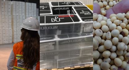 Exportación de bienes: celulosa, carne vacuna y soja en el podio, con base en lo sucedido en los 11 primeros meses de 2024.