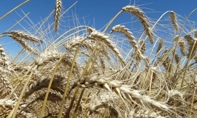 Trigo y cebada rumbo a una buena cosecha