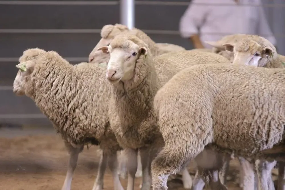Las ventas fueron desarrolladas en el Centro de Ventas Ganaderas Don Tito, en Tacuarembó.