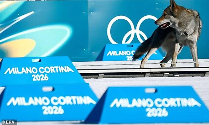 Un perro lobo sorprende a dos esquiadoras y cruza la meta en los Juegos Olímpicos de invierno