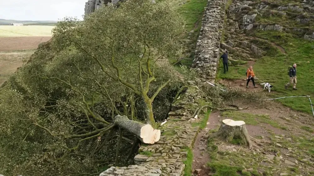 Imagen del árbol talado junto al Muro de Adriano en Northumberland