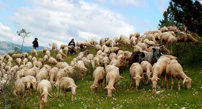 Una joven italiana se sorprende al encontrar un fenómeno rural en la carretera.