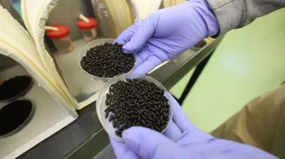 Planta productora de moscas estériles del Gusano Barrenador, en Panamá.