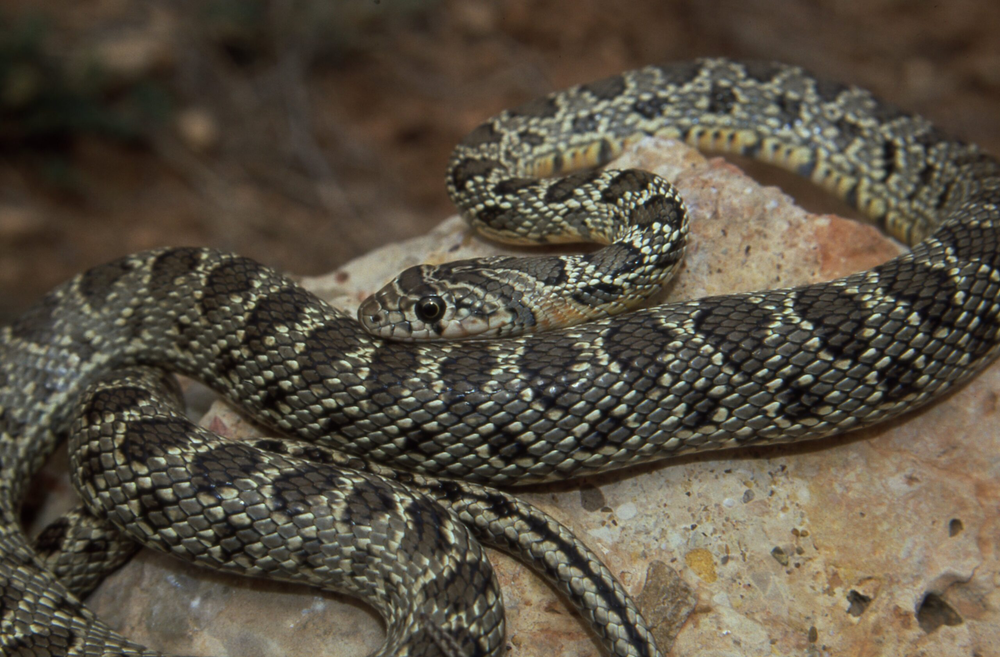 La serpiente herradura, una ed las especies que invade Ibiza.