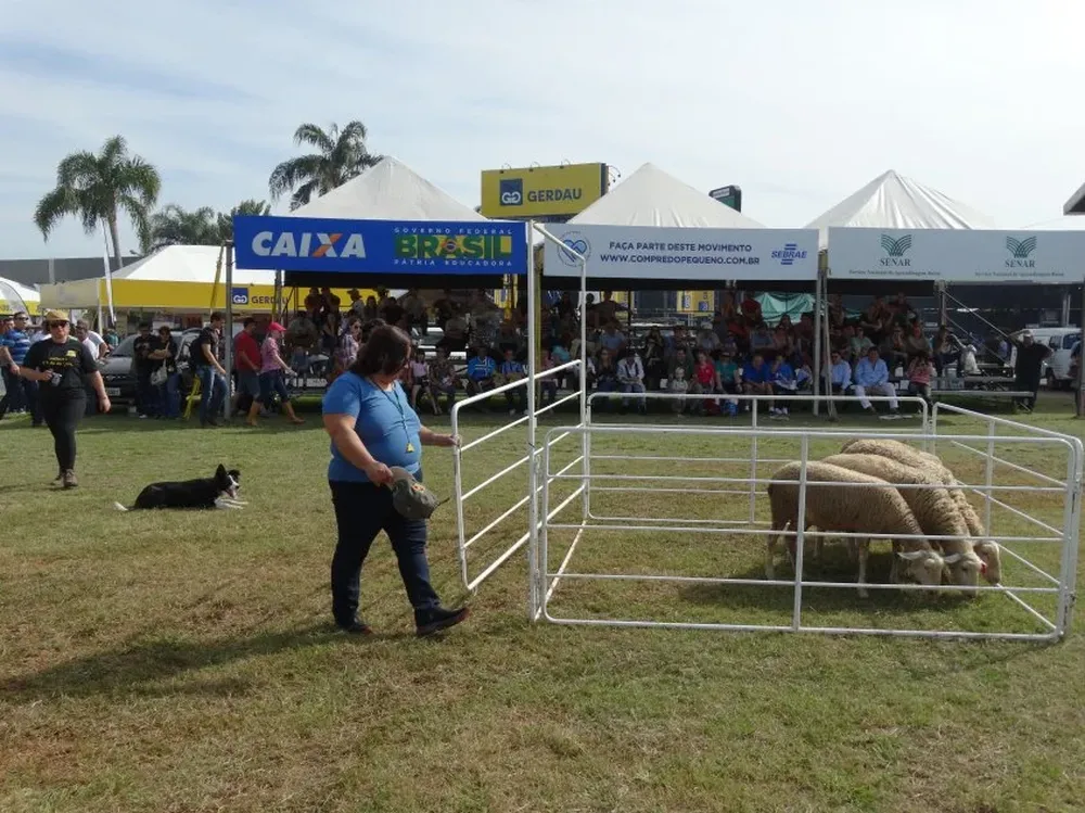 Adriana y Ruth manejando lanares durante la Expointer 2015.