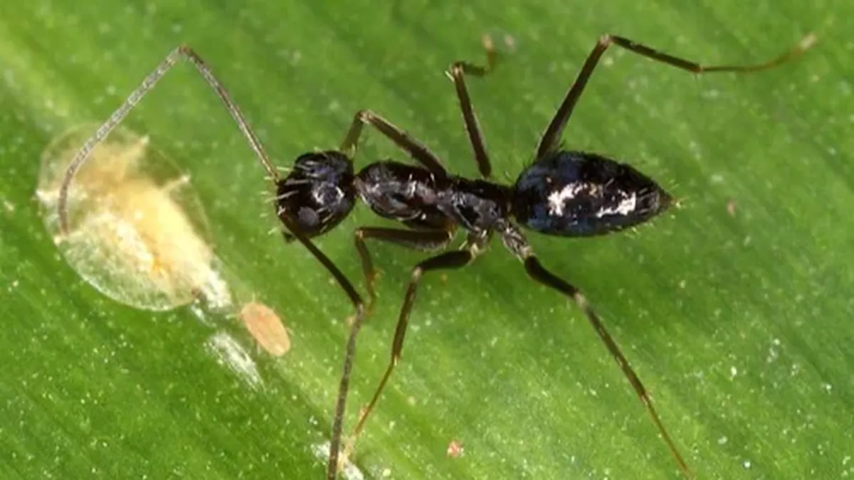 La hormiga loca, la especie invasora que llegó a Cataluña podría quedarse