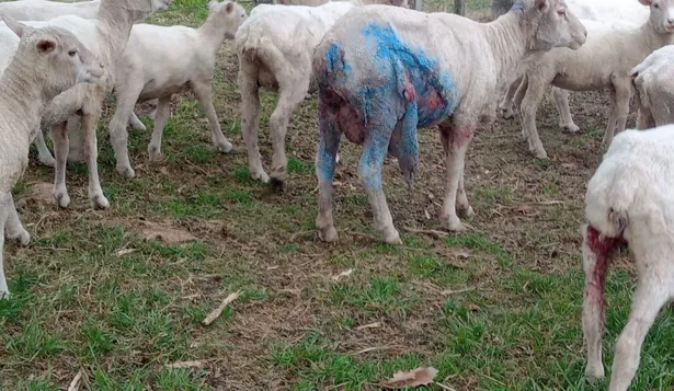 Ataque de perros a ovinos.