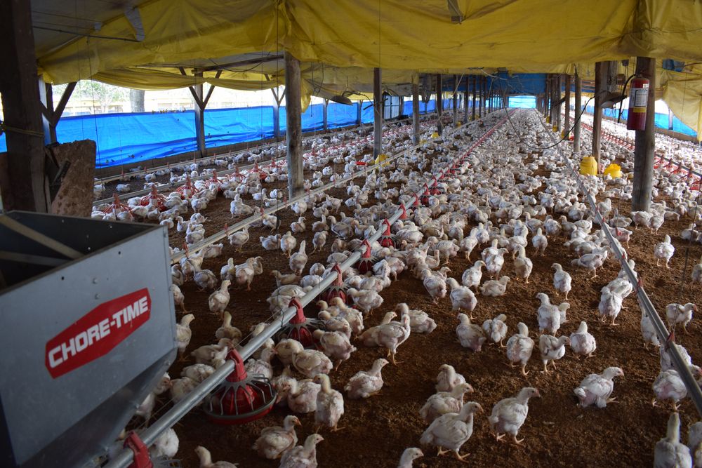 Producción de pollos parrilleros.