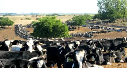 El Observador | Concentración de ganado Holando
