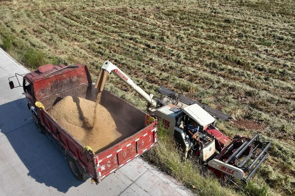 Campo de arroz en el municipio de Chongqing, China