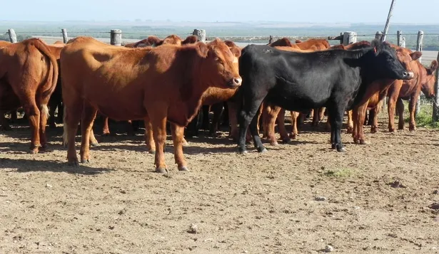 Las lluvias no han sido significativas para el campo.