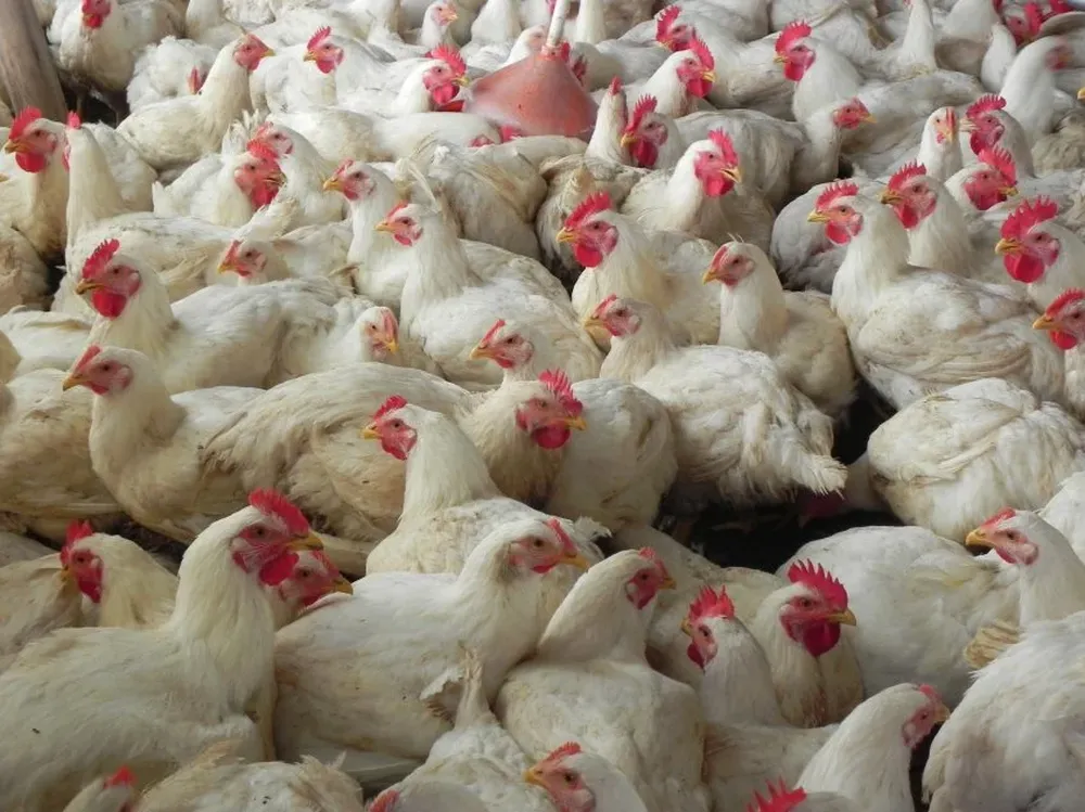 Productores de carne aviar aspiraban a crear una Secretaría de Avicultura en el MGAP.