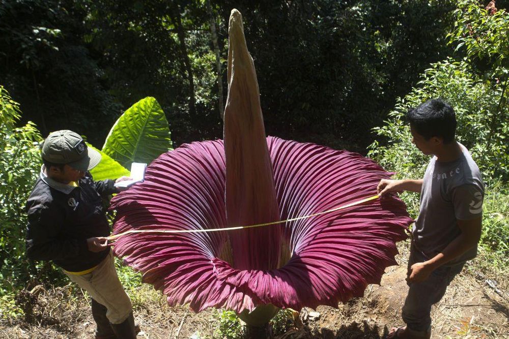 Una de las ventajas que tiene el Aro Gigante en su hábitat natural, es que crece por todo Sumatra.