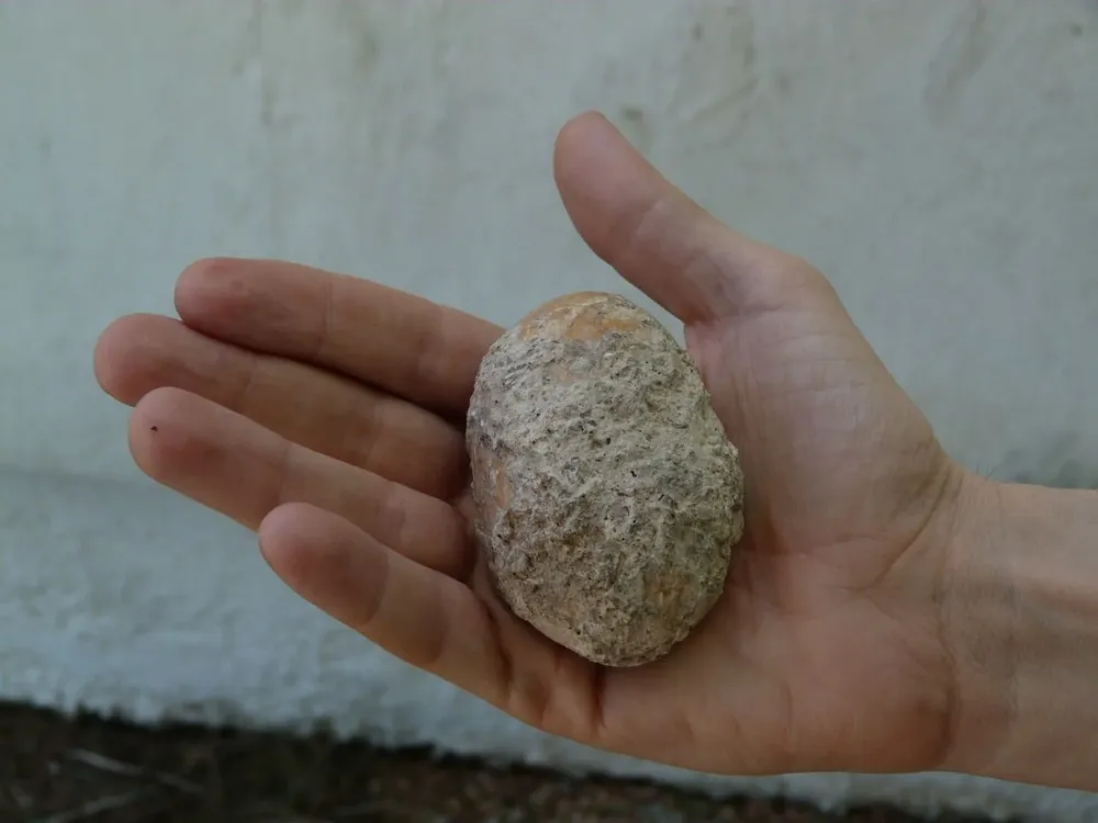 Imagen del fósil encontrado en Colonia.