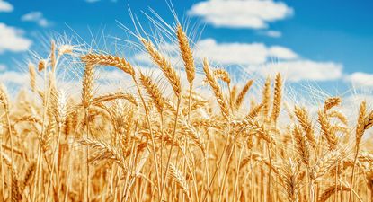 Los granos de cereales como el trigo son una rica fuente de proteínas.