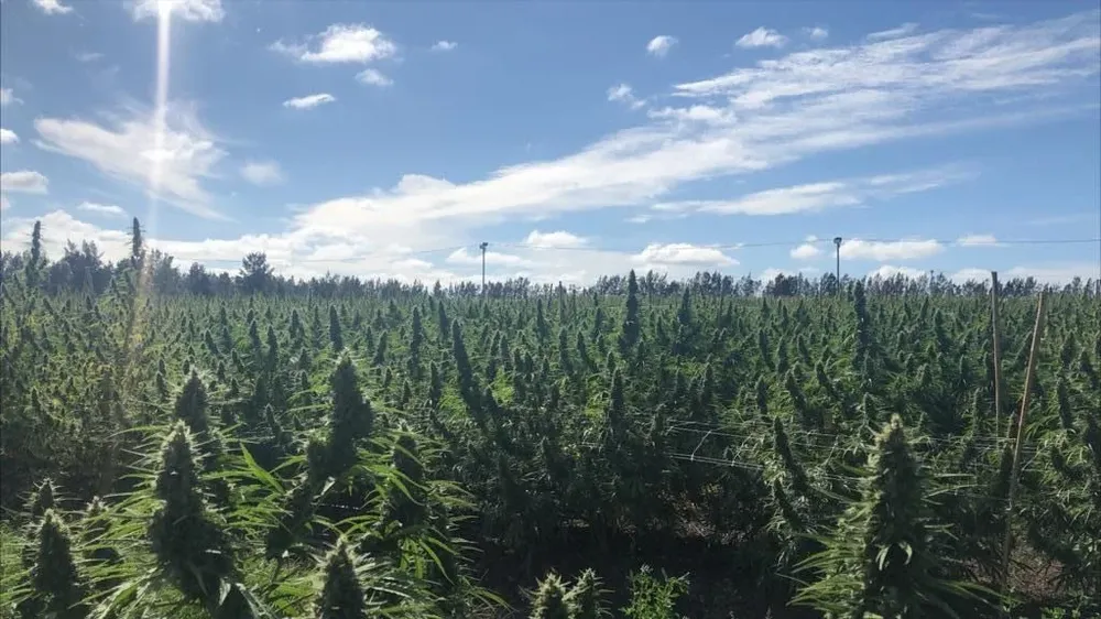 Un grupo de acciones vinculadas a la cannabis saltaron esta semana.