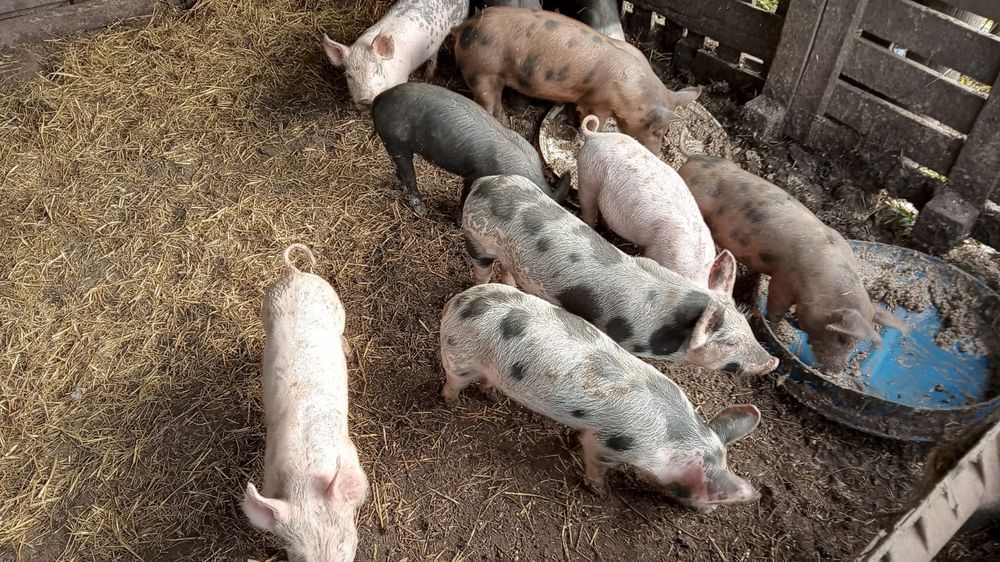 Productores de cerdos, corderos, aves y conejos están comprendidos en la regulación.