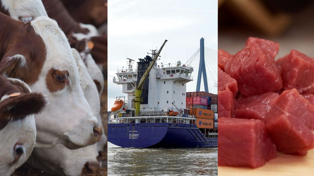 Agro: carnes vacunas y ganado en pie protagonistas en las exportaciones uruguayas.
