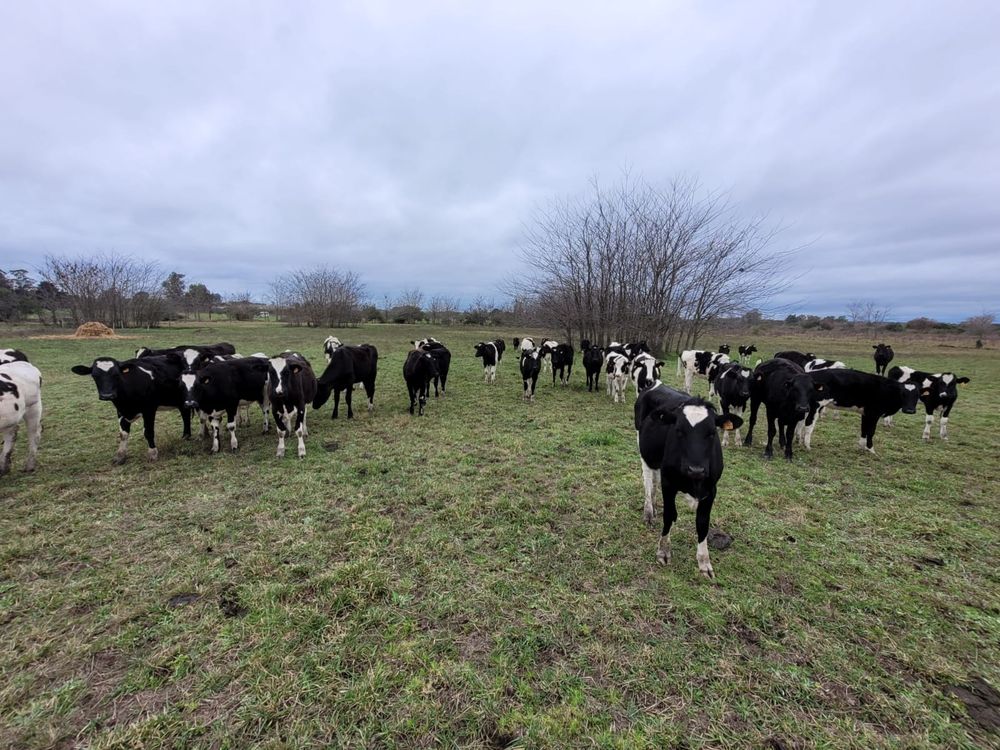 Rodeo de la familia Lema, productores de leche desde hace varias décadas, en Canelones.