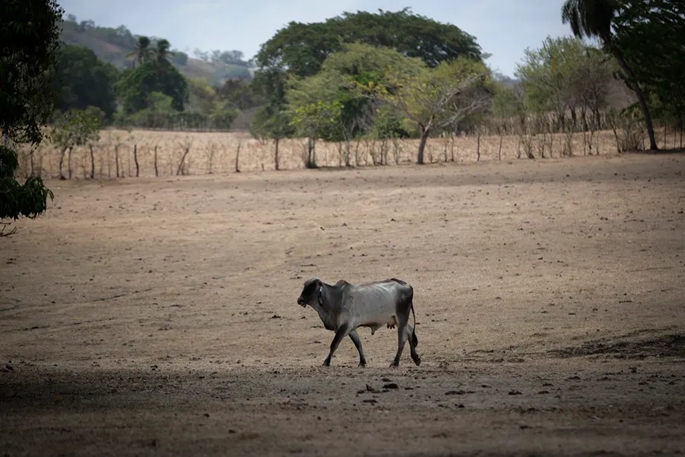 Una vaca sobre un pastizal seco en la Península de Azuero, Panamá, el 12 de mayo de 2023.&nbsp;
