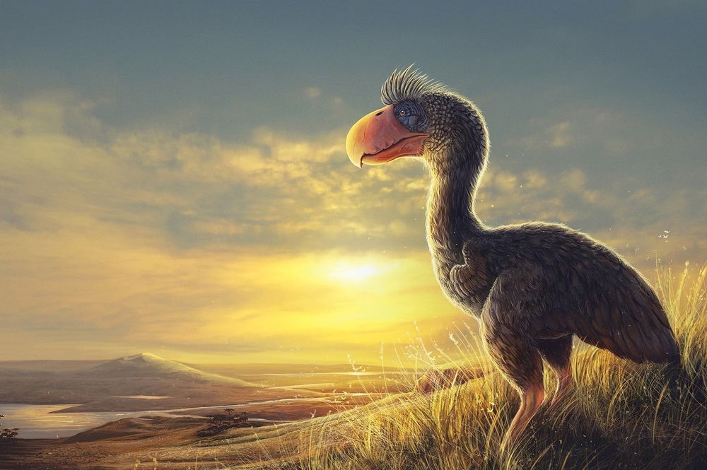 Ilustración de un ave del terror