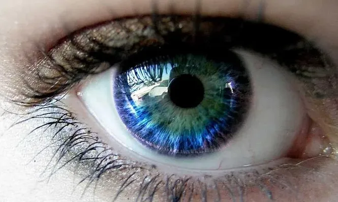 Convierten células madre de ratón en retina