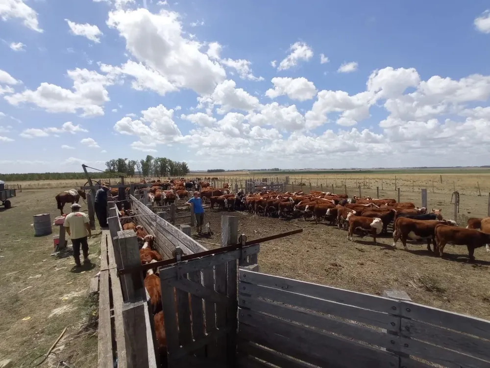 Manejar una carga de vacunos adecuada, uno de los aspectos clave.