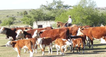 Uruguay a punto de disponer de más de una cosecha de terneros superior a los tres millones por año.
