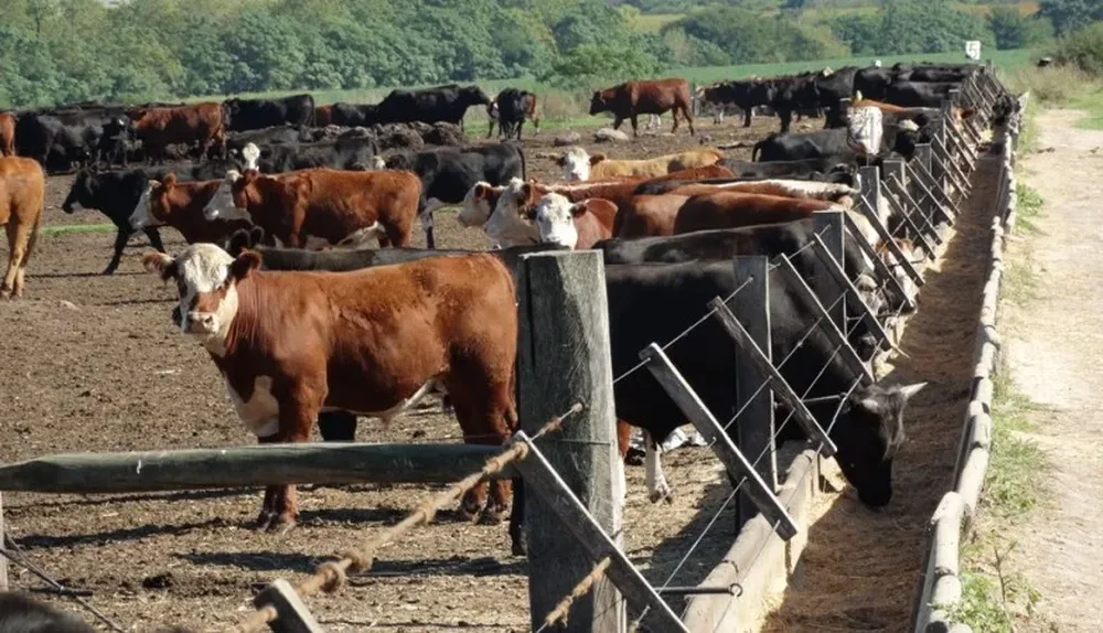 Engorde de novillos en un corral ubicado en Paysandú